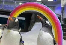 Beloved gay penguin dies in Sydney (video) | Thaiger