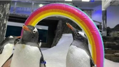 Beloved gay penguin dies in Sydney (video)