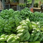 Thailand&#8217;s Nam Wa bananas go &#8216;bananas&#8217; as prices soar | Thaiger