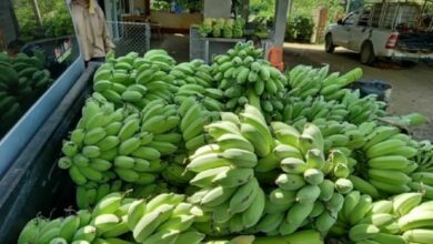 Thailand’s Nam Wa bananas go ‘bananas’ as prices soar