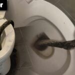 Thailand News Today | Snake Attack in Thai Toilet: Man Bitten on Testicles, Goes Viral, Filipino Mayor on the Run: Human Trafficking Scandal Deepens | Thaiger