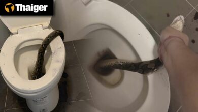 Thailand News Today | Snake Attack in Thai Toilet: Man Bitten on Testicles, Goes Viral, Filipino Mayor on the Run: Human Trafficking Scandal Deepens