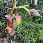 Unusual banana tree in Ratchaburi sparks hope for good fortune | Thaiger