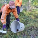 Berry big deal: over 1,000 Thai pickers to jam in Sweden, Finland | Thaiger