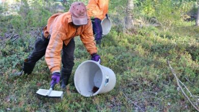 Berry big deal: over 1,000 Thai pickers to jam in Sweden, Finland