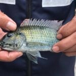 Thailand lawyers to sue over invasive blackchin tilapia damage | Thaiger