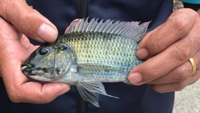 Thailand lawyers to sue over invasive blackchin tilapia damage