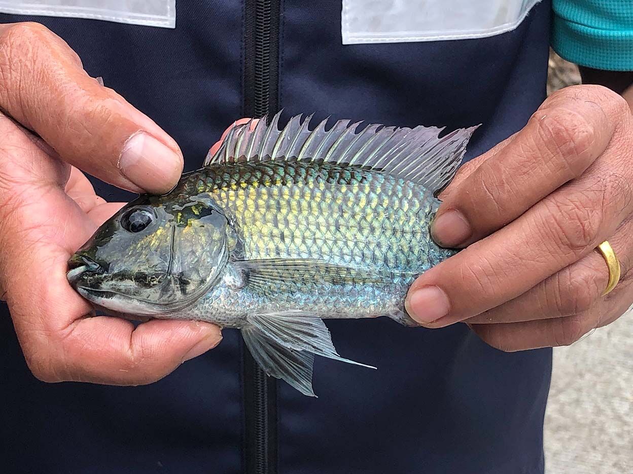 Thailand lawyers to sue over invasive blackchin tilapia damage