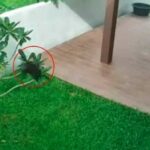 Blood-filled bag thrown into home sparks outrage in Roi Et (video) | Thaiger