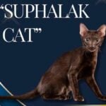 Ancient Thai cat gets purr-fectly official international recognition | Thaiger