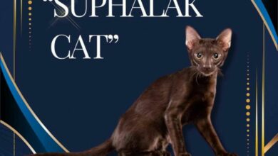 Ancient Thai cat gets purr-fectly official international recognition