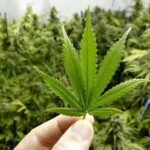 Thai PM urged to sign Cannabis Act amid legislative delays | Thaiger