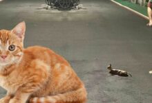 Taiwan netizen’s leaf mistaken for stray cat goes viral