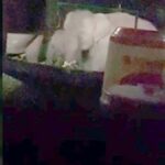 Principal trumpets alarm as wild elephants leave home in disarray | Thaiger