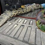 Croc on the run finally in the net after a week of gator-aid in Phuket | Thaiger