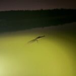 Officials tee up hunt for wayward crocodile at Phuket golf course | Thaiger