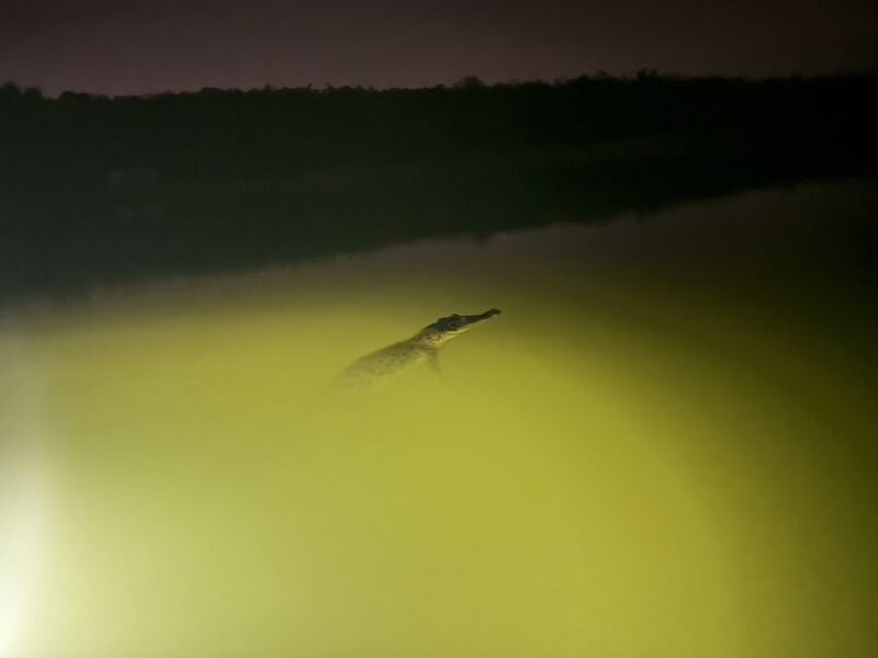 Officials tee up hunt for wayward crocodile at Phuket golf course