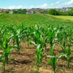 Thailand targets 1 trillion baht milestone for crop revenue | Thaiger