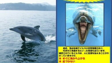 Dolphins harass tourists in Japan, 48 attacked in Fukui Prefecture