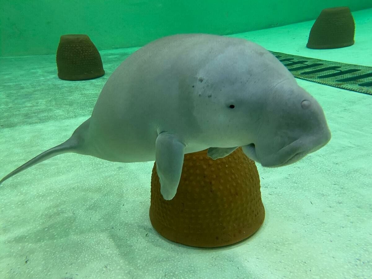 Dugong to the rescue: Calf gets a nursery boost after Krabi solo act