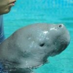 Young dugong dies despite rescue efforts near Krabi