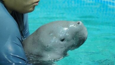 Young dugong dies despite rescue efforts near Krabi