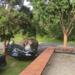 Elephant overturns tourist car at Khao Yai National Park (video) | Thaiger