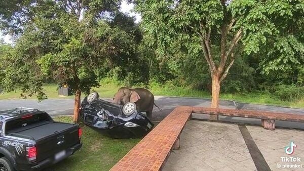 Elephant overturns tourist car at Khao Yai National Park (video)