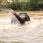 Baby elephant cries as mother swept away in Thai floods (video) | Thaiger