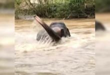 Baby elephant cries as mother swept away in Thai floods (video) | Thaiger