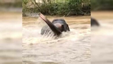 Baby elephant cries as mother swept away in Thai floods (video)