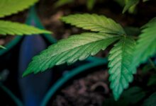 Everything you need to know about cannabis in Thailand
