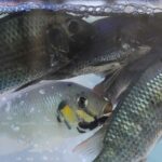 Minister identifies source of invasive blackchin tilapia in Thai waters | Thaiger