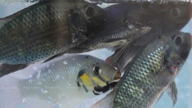 Minister identifies source of invasive blackchin tilapia in Thai waters