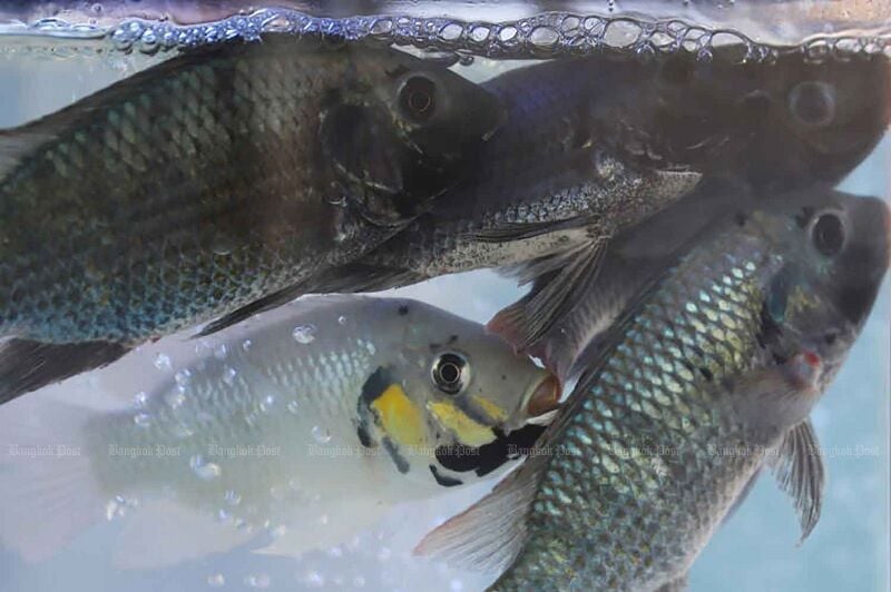 Minister identifies source of invasive blackchin tilapia in Thai waters