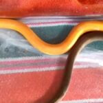 Golden eel &#8216;hooks&#8217; Prachinburi locals with luck-boosting hopes | Thaiger