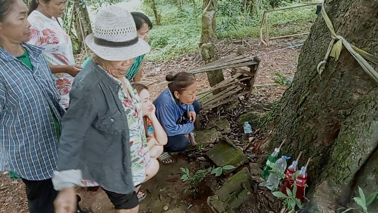 Mystical golden tree in Thailand draws lottery hopefuls