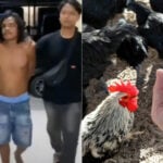 Indonesian man killed over age-old &#8216;chicken or egg&#8217; question | Thaiger