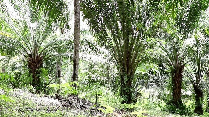 Father accused of stealing palm fruit by own son amid land dispute