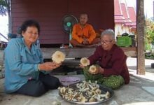 Fungi frenzy: Termite mound sprouts local ‘mushroom’ for interest