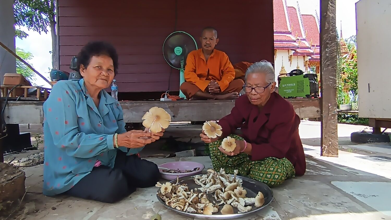 Fungi frenzy: Termite mound sprouts local ‘mushroom’ for interest