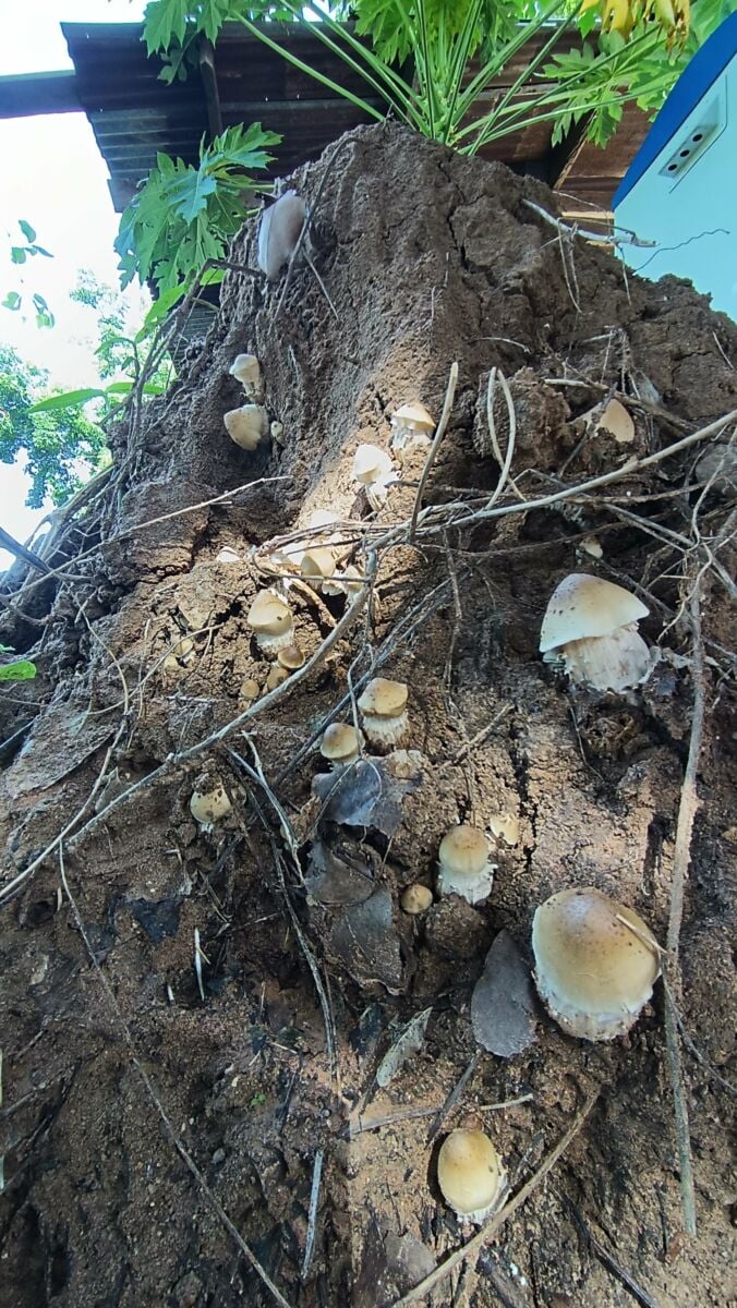 Fungi frenzy: Termite mound sprouts local 'mushroom' for interest | News by Thaiger