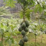 Phayao papaya tree with lucky-shaped fruit attracts interest | Thaiger