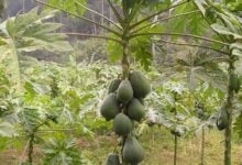 Phayao papaya tree with lucky-shaped fruit attracts interest