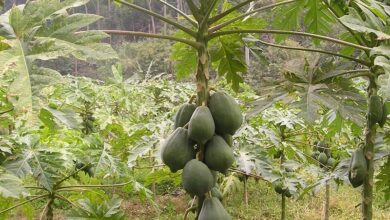 Phayao papaya tree with lucky-shaped fruit attracts interest