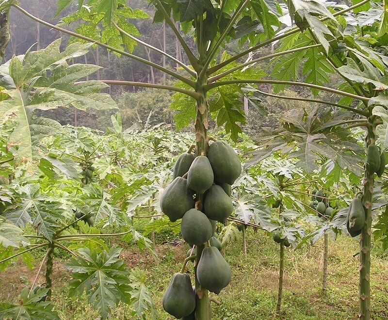 Phayao papaya tree with lucky-shaped fruit attracts interest