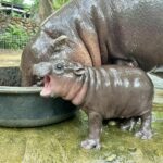 New pygmy hippo at Khao Kheow Zoo sparks naming contest | Thaiger