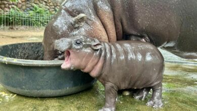 New pygmy hippo at Khao Kheow Zoo sparks naming contest