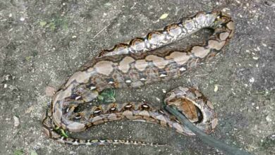 Purr-fectly terrifying: Python eats pussy in cat’s cage