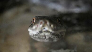 Three pythons found in Buriram chicken coop after feast